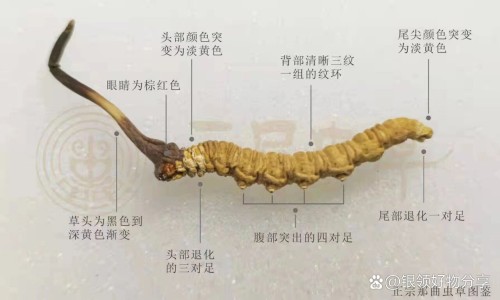 吉林吉春痔炎消胶囊-吉春消炎镇痛膏10片装多少钱专区_吉春制药官网专区_吉春痔炎消胶囊图片网